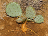 Opuntia macrorhiza