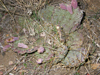 Opuntia macrorhiza