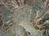 Opuntia macrorhiza