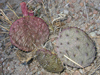 Opuntia macrorhiza