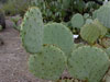 Opuntia martiniana