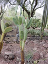 Opuntia megasperma