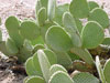 Opuntia microdasys