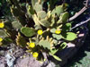 Opuntia microdasys