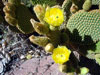 Opuntia microdasys