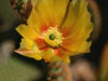 Opuntia microdasys