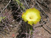 Opuntia monacantha