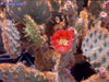 Opuntia aciculata