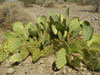 Opuntia orbiculata