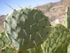 Opuntia orbiculata