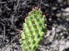 Opuntia penicilligera