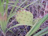 Opuntia cymochila