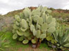 Opuntia pilifera