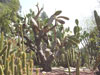 Opuntia pittieri