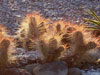 Opuntia polyacantha