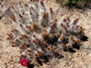 Opuntia polyacantha