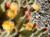 Opuntia polyacantha