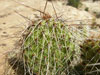 Opuntia polyacantha