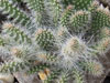 Opuntia polyacantha