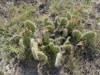 Opuntia polyacantha