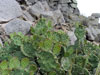 Opuntia prasina