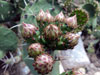 Opuntia prasina