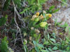 Opuntia pusilla