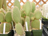 Opuntia pycnantha