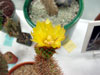 Opuntia pycnantha