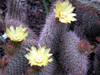 Opuntia pycnantha