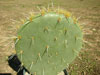 Opuntia rastrera