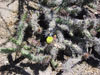 Cylindropuntia californica