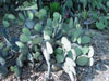 Opuntia rufida