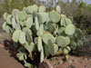 Opuntia rufida