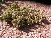 Opuntia rufida