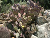 Opuntia santa-rita