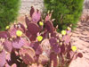 Opuntia santa-rita