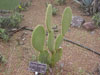 Opuntia scheeri