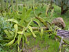 Opuntia schickendantzii