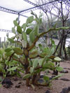 Opuntia soederstromiana