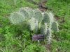 Opuntia stenopetala