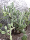 Opuntia streptacantha