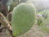 Opuntia streptacantha