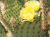 Opuntia strigil