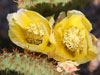 Opuntia strigil