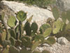 Opuntia strigil