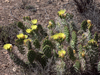 Opuntia sulphurea