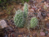 Opuntia sulphurea