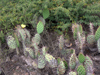 Opuntia sulphurea