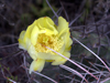 Opuntia sulphurea